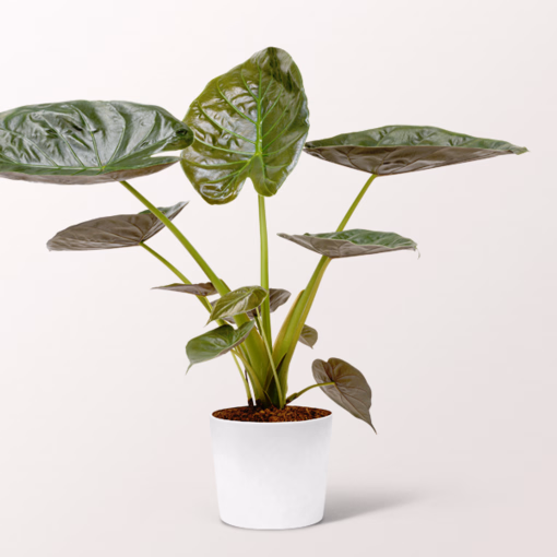 Pfeilblatt (Alocasia wentii)