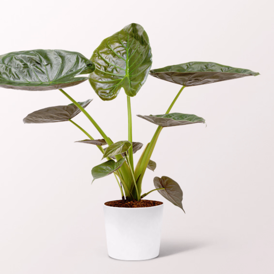 Arrow Leaf (Alocasia wentii)