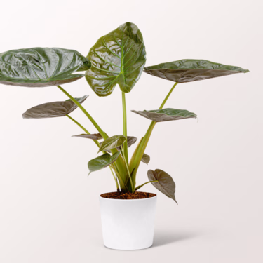 Arrow Leaf (Alocasia wentii)
