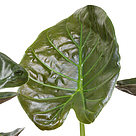 Arrow Leaf (Alocasia wentii)