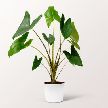 Pfeilblatt (Alocasia Zeberina)