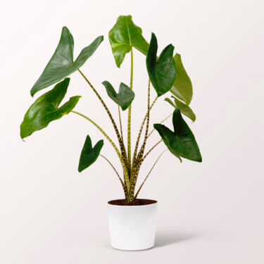 Arrow Leaf (Alocasia Zeberina)
