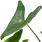 Pfeilblatt (Alocasia Zeberina)