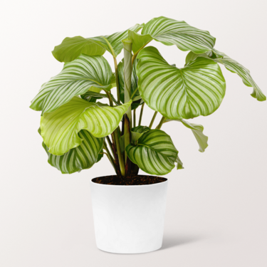 Calathea Orbifolia Calathea Orbifolia