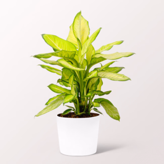 Dieffenbachia Summer Style