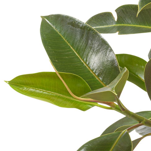 Gummibaum (Ficus Elastica)