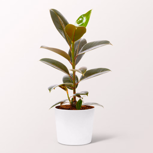 Gummibaum (Ficus Elastica Robusta)