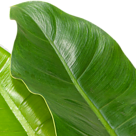 Philodendron Imperal Green