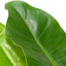 Philodendron Imperial Green