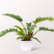 Philodendron Narrow