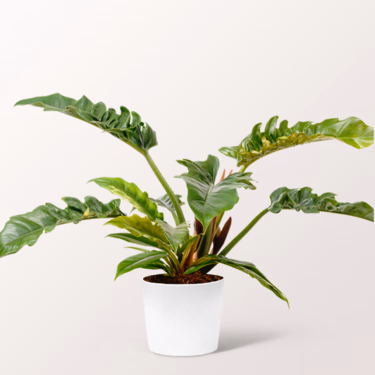 Philodendron Narrow