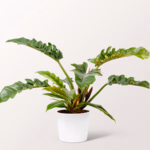 Philodendron Narrow