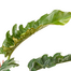 Philodendron Narrow