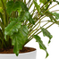 Philodendron Xanadu