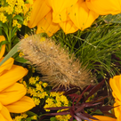 Premiumstrauß Herbstlicht mit Premiumvase & Ferrero Raffaello