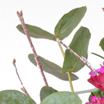 Blumenstrauß Sensation mit Vase