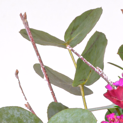 Blumenstrauß Sensation mit Vase & Ferrero Giotto 3er