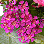 Blumenstrauß Frühlingsmärchen mit Vase & 2 Ferrero Rocher