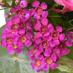 Blumenstrauß Sensation mit Vase
