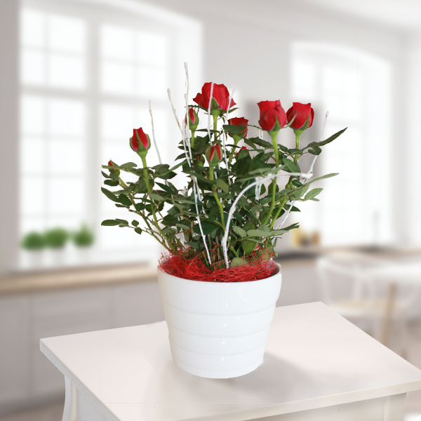 Rote Rose im Topf
