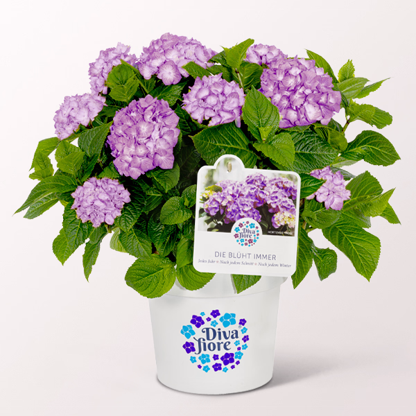 Ballhortensie „Diva fiore“ ®