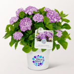 Ball Hydrangea „Diva fiore“ ®