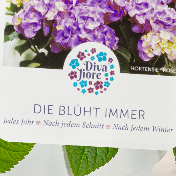 Ballhortensie „Diva fiore“ ®