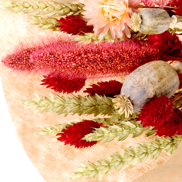 Trockenstrauß Morgenröte