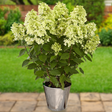 White Hydrangea Paniculata in zinc bucket White Hydrangea Paniculata in zinc bucket