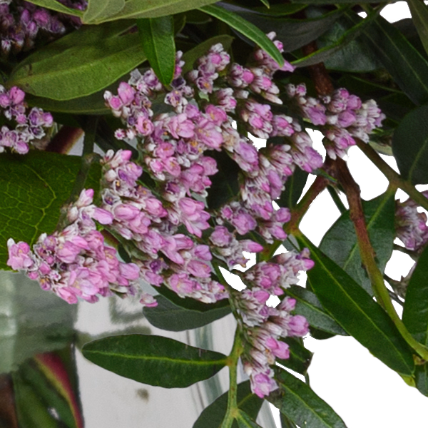 Blumenstrauß Lebensfreude mit Halloren Kugeln & Vase