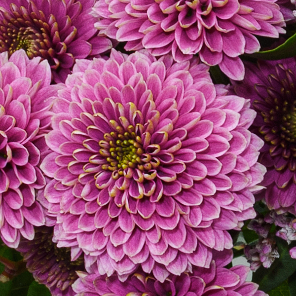 Blumenstrauß Lebensfreude mit Halloren Kugeln & Vase