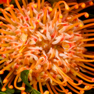 Premiumstrauß Herbstblüte mit Premiumvase & Ferrero Raffaello