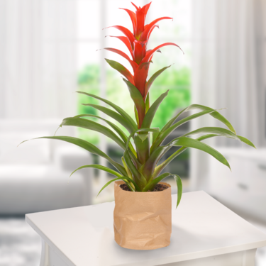 Bromeliad Guzmania Bromeliad Guzmania