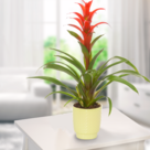 Bromeliad Guzmania in a green pot