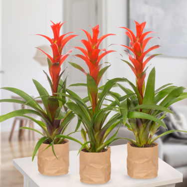 3er-Set Bromelie Guzmania 3er-Set Bromelie Guzmania