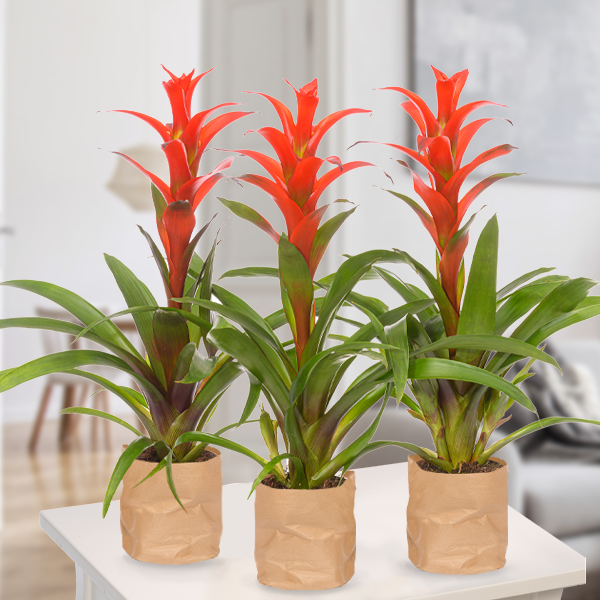 Set of 3 Bromeliad Guzmania - Send flowers online with FloraPrima.de