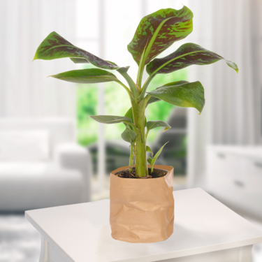 Banana Plant Banana Plant