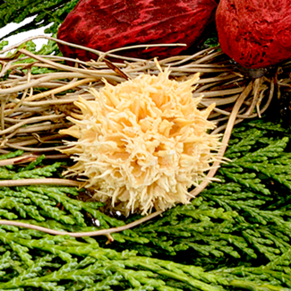 Sympathy Wreath Erinnerung