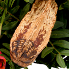 Liegestrauß "Ruhe sanft"