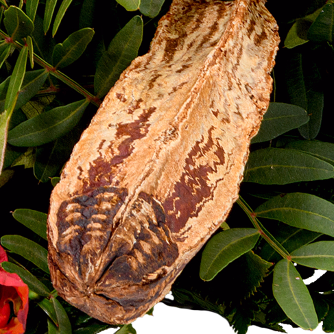 Sympathy Bouquet Ruhe sanft