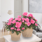 Pink Azalea with 2 Ferrero Rocher