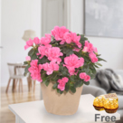 Pink Azalea with 2 Ferrero Rocher