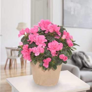 Rosa Azaleen Rosa Azaleen