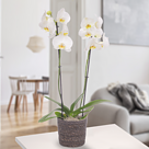 White orchid in seagrass basket