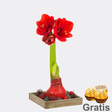 Rote Amaryllis auf Holztablett mit 2 Ferrero Rocher