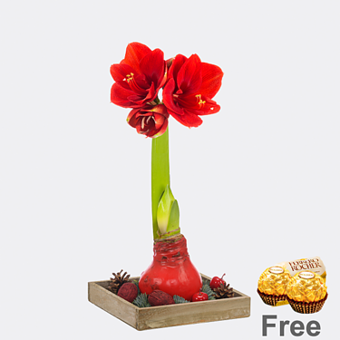 Red amaryllis on wooden tray with 2 Ferrero Rocher