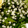 Blumenstrauß Blumenfreude
