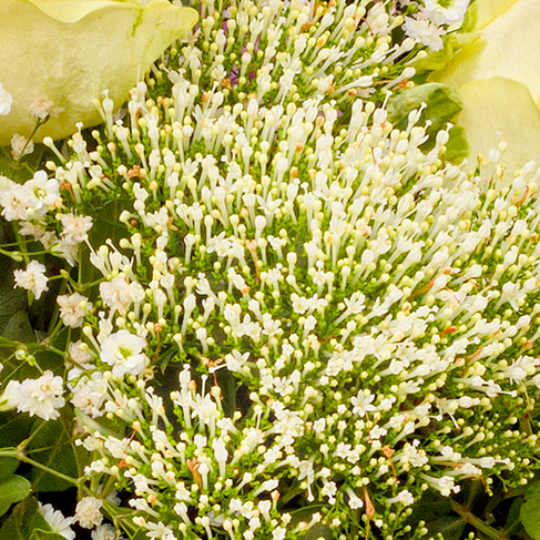 Flower Bouquet Blumenfreude with vase & 3 Ferrero Giotto