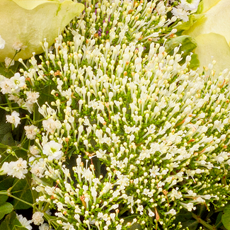 Flower Bouquet Blumenfreude with vase & 3 Ferrero Giotto