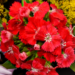 Premiumstrauß Blütensensation mit Premiumvase & Ferrero Giotto 3er